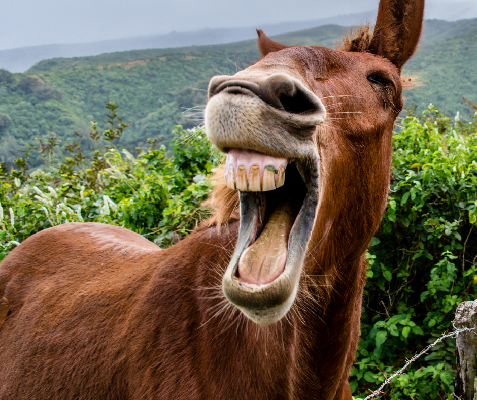 How important is humour for a quality life?